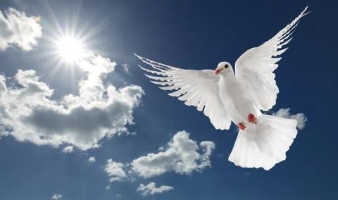 White dove 写真素材
