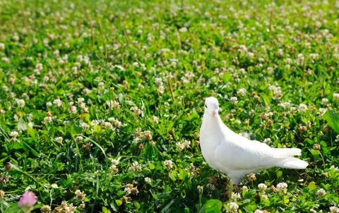 White dove Stock Photos