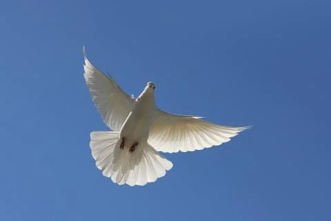White dove Stock Photos