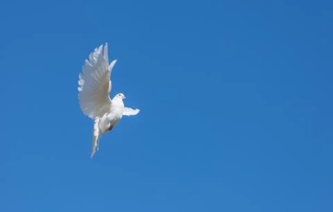 White dove Stock Photos