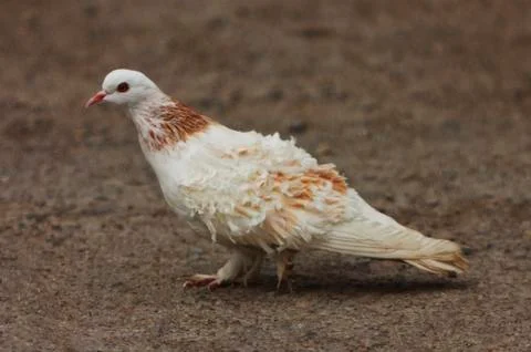 White dove Stock Photos