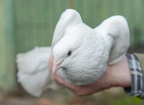 White dove Stock Photos