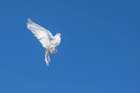 White dove Stock Photos