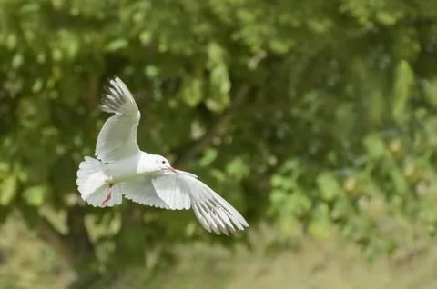 White dove Stock Photos