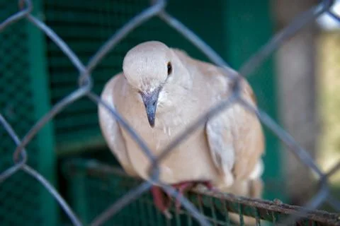 The white dove Stock Photos