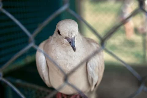 The white dove Stock Photos