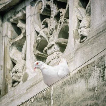 White Dove Stock Photos