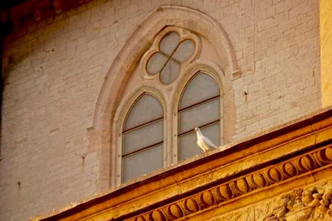 White dove Stock Photos