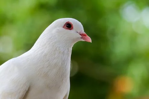 White Dove 스톡 사진