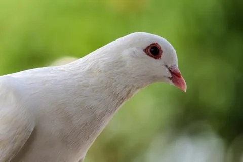 White Dove 스톡 사진