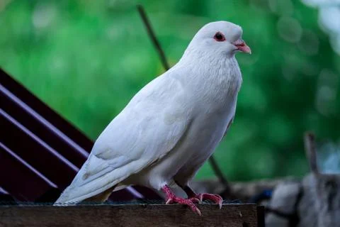 White Dove Stock Photos