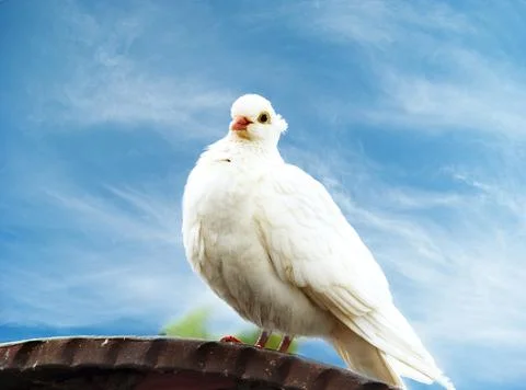 White dove Stock Photos