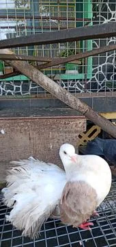 A White Dove Stock Photos