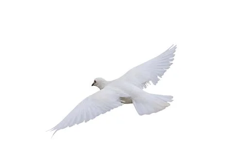 White dove Stock Photos
