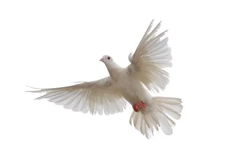 White dove Stock Photos