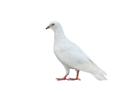 White dove Fotos de archivo