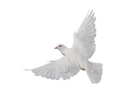 White dove Photos