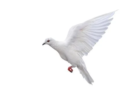 White dove Photos