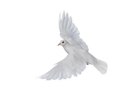 White dove Stock Photos