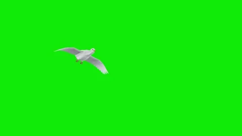 Dove Flying Green Screen Stock Video Footage | Royalty Free Dove Flying ...