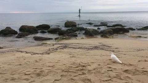 A white dove on the seashore Stock Footage 344657621