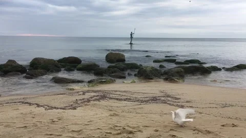 A white dove on the seashore Stock Footage 344658458