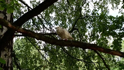 A white dove sits on a tree. Bird. Stock Footage 157555712