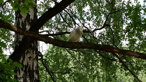 A white dove sits on a tree. Bird. Stock Footage 157766233
