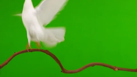 White dove sits on a tree branch and flies away on a green screen. Stock Footage