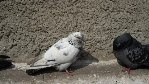 White dove sitting on the ledge at home and fights with black doves. 스톡 동영상 87941554