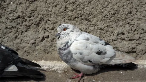White dove sitting on the ledge at home on a Sunny day and looking at the cam 스톡 동영상 87948185