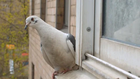 White dove sitting on the window sill Stock Footage 129367611