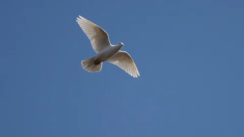 White dove soars through the blue sky Stock Footage 128538017