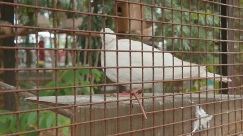 A white dove standing inside a rusty metal cage at a zoo. 库存影片 343374697