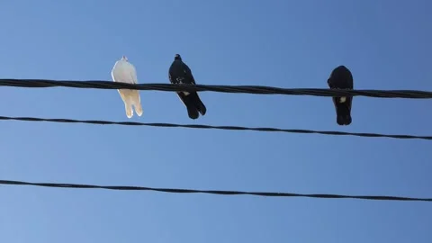 White dove standing out from black pigeons on a wire Stock Footage 345004189