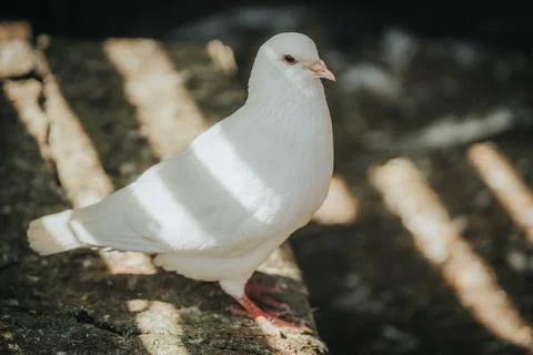 White dove standing on a rustic surface with sunlight casting shadows, show.. Stock Photos