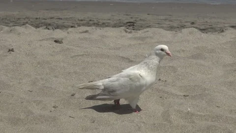 White Dove Walking on Sandy Beach in Ecuador – Close-Up Wildlife Footage Stock Footage 321583985