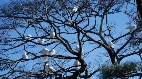 White doves. Beautiful white doves in a park Video stock 101891145