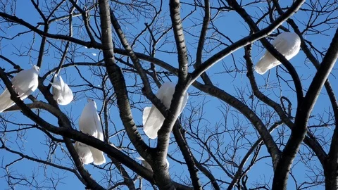 White doves. Beautiful white doves in a park Stock Footage 101891369