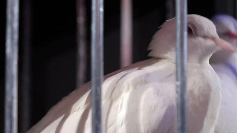 White doves in a cage on a dark background. Stock Footage 93534628