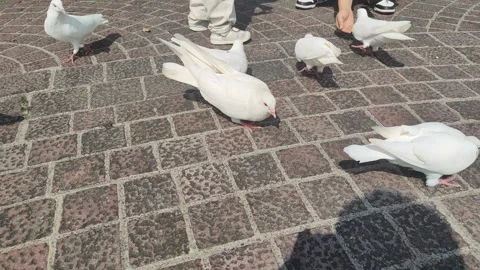 White Doves Feeding on Paved Ground with People Nearby Stock Footage 322136142