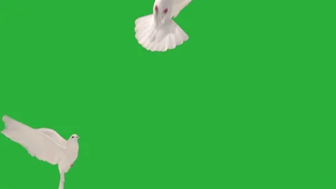 White doves flying on green screen background one minute loop. Stock Footage 336906910
