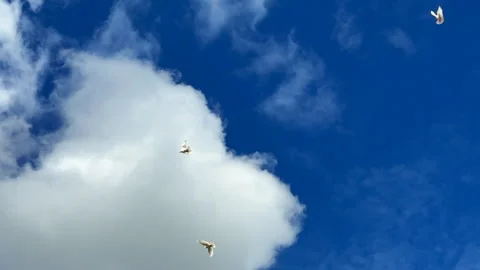 White doves flying in the sky with white clouds and a bright blue background Stock Footage 308389859