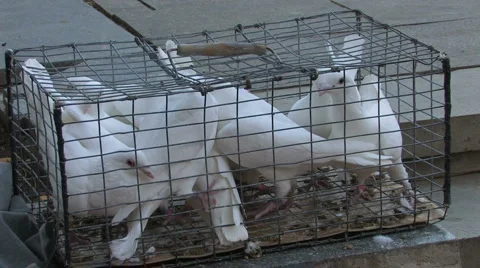 White Doves Stock Footage 959483