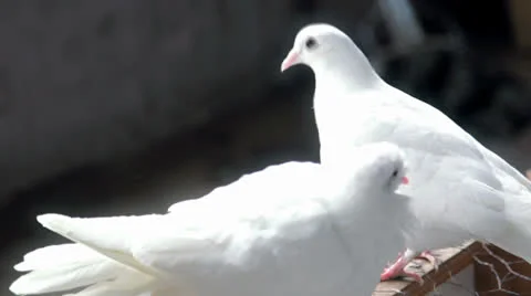 White Doves 스톡 동영상 24820583