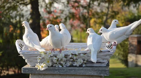 White doves Video stock 32414769