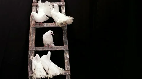 White Doves Stock Footage 52740577