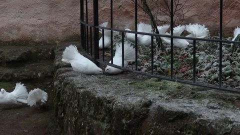 White doves on the ground 4k 25fps video Stock-Footage 325918392