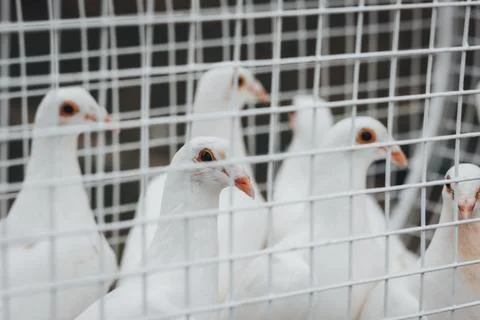 White doves huddle behind wire mesh fence Foto stock