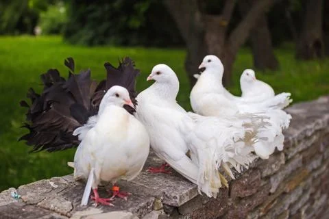 White doves in nature. Stock Photos